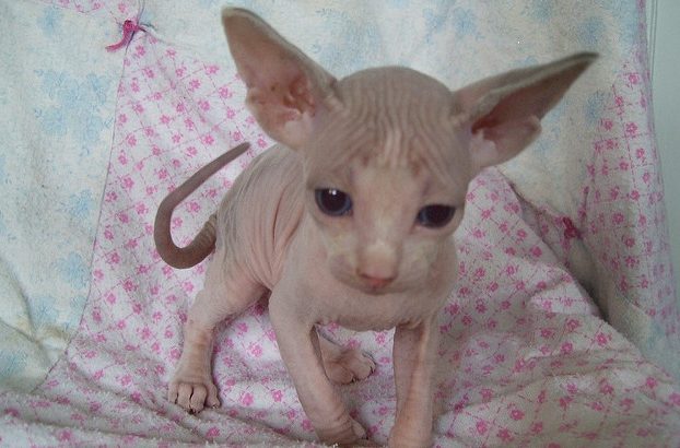Sphynx Kittens Available for sale