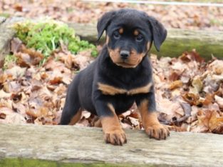 Registered Rottweilers puppies for sale