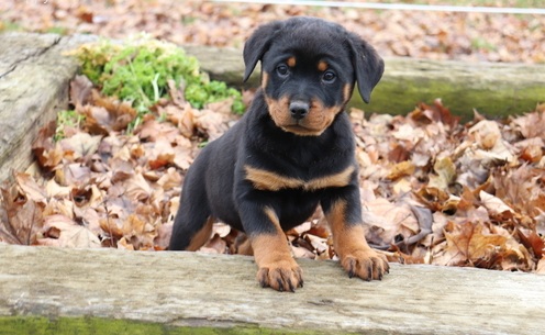 Registered Rottweilers puppies for sale