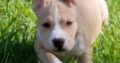 Gorgeous American Staffy puppies for sale,