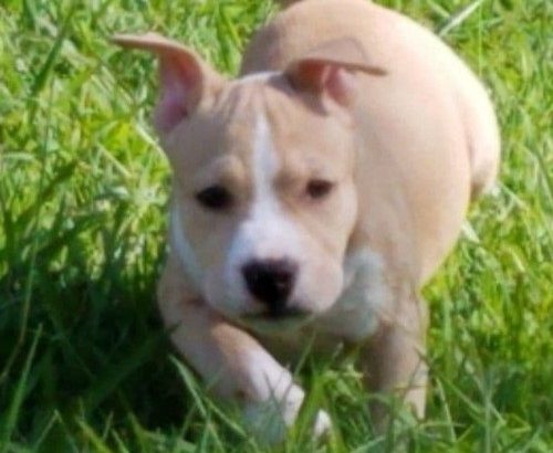 Gorgeous American Staffy puppies for sale,