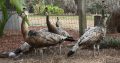 Peacocks and Peahens Pairs