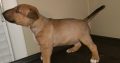 We have this beautiful purebred Bull Terrier puppies available