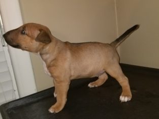 We have this beautiful purebred Bull Terrier puppies available