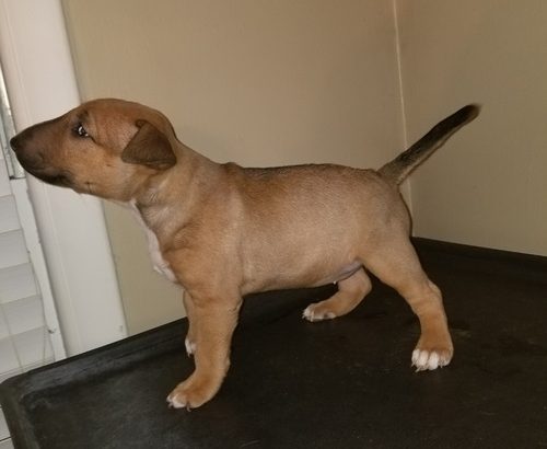 We have this beautiful purebred Bull Terrier puppies available