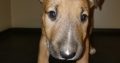 We have this beautiful purebred Bull Terrier puppies available