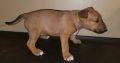 We have this beautiful purebred Bull Terrier puppies available