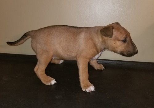 We have this beautiful purebred Bull Terrier puppies available