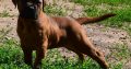 Bullmastiff Puppies
