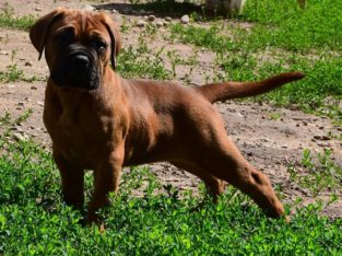Bullmastiff Puppies