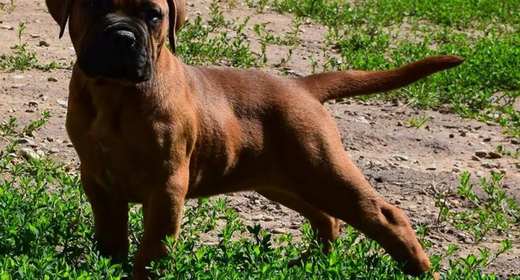Bullmastiff Puppies