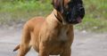 Bullmastiff Puppies puppies Available for sale