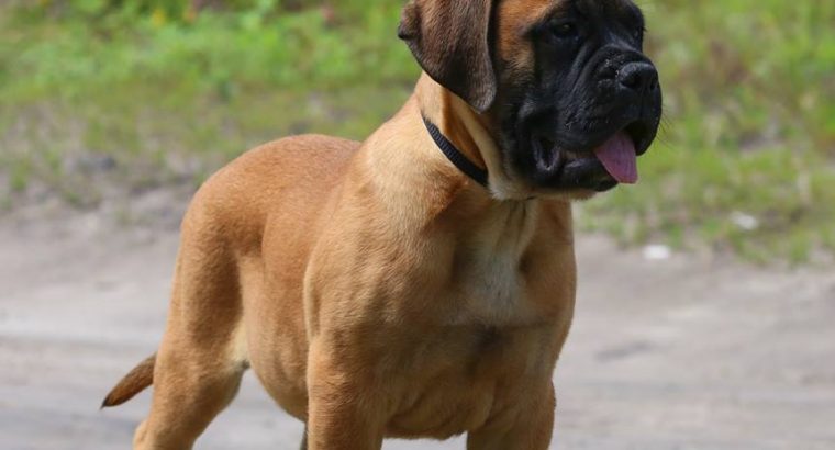 Bullmastiff Puppies puppies Available for sale
