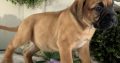 Bullmastiff puppies ready for sale