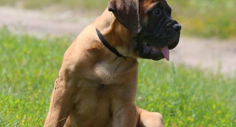 Boerboel Puppies