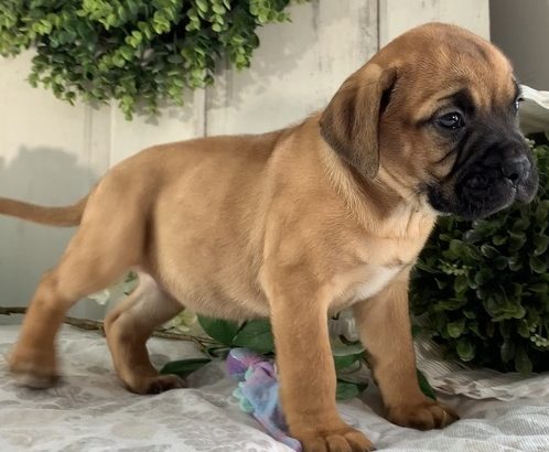 Bullmastiff puppies ready for sale