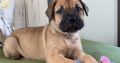 Bullmastiff puppies ready for sale