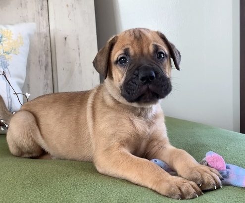 Bullmastiff puppies ready for sale