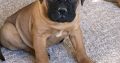 Pure breed and registered bullmastiff pups for sale