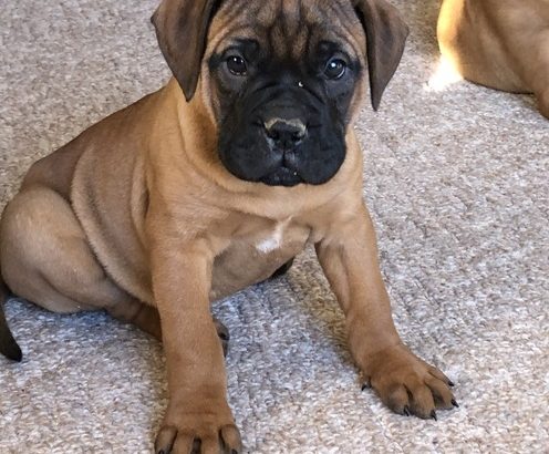 Pure breed and registered bullmastiff pups for sale