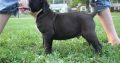 Beautiful Alapaha blue blood bulldog puppies for sale,