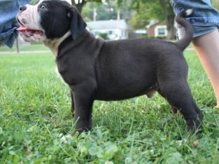 Beautiful Alapaha blue blood bulldog puppies for sale,