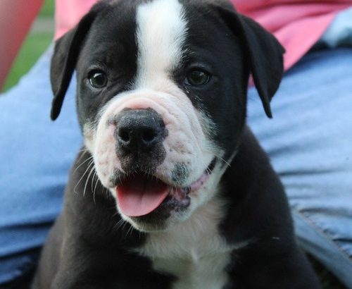 Beautiful Alapaha blue blood bulldog puppies for sale,