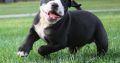 Beautiful Alapaha blue blood bulldog puppies for sale,