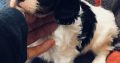 Cavalier King Charles Spaniel puppies for sale