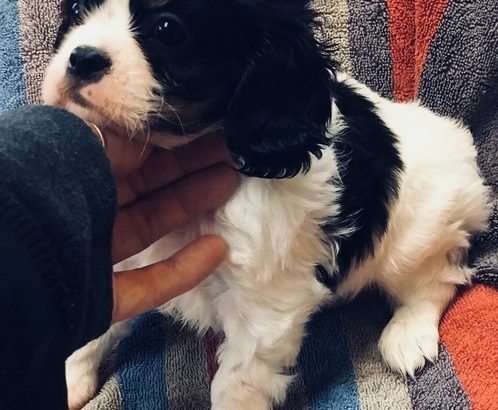 Cavalier King Charles Spaniel puppies for sale