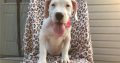Dog Argentino Puppies For sale