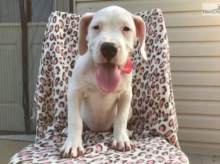 Dog Argentino Puppies For sale