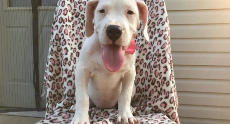 Dog Argentino Puppies For sale