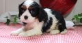 Cavalier King Charles Spaniel puppies for sale