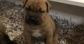 Pure breed and registered bullmastiff pups for sale