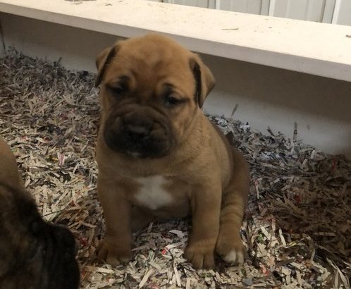 Pure breed and registered bullmastiff pups for sale