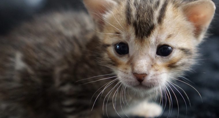 Bengal kitten