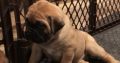 Bullmastiff puppies ready for sale