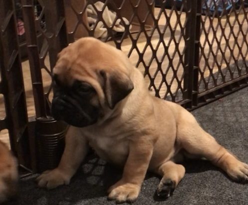 Bullmastiff puppies ready for sale