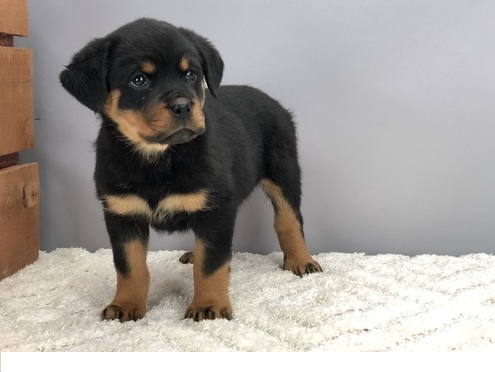 Registered Rottweilers puppies for sale