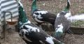 Peacocks and Peahens Pairs