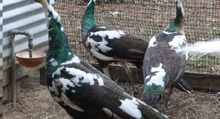 Peacocks and Peahens Pairs