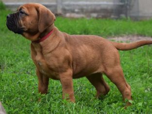 Bullmastiff Puppies