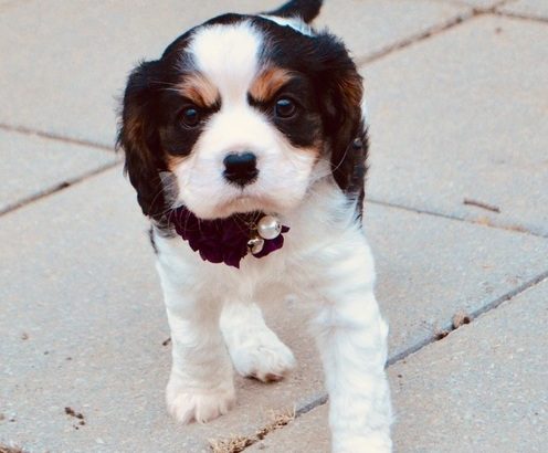 Cavalier King Charles Spaniel puppies for sell