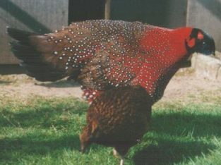 Tragopans Pheasants Fowls
