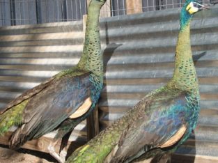 Peacocks and Peahens Pairs