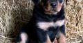 Registered Rottweilers puppies for sale