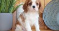 Cavalier King Charles Spaniel puppies for sell
