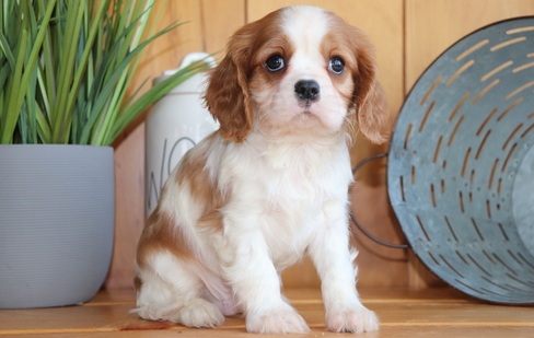 Cavalier King Charles Spaniel puppies for sell