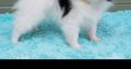 Pomeranian puppies Available for sale